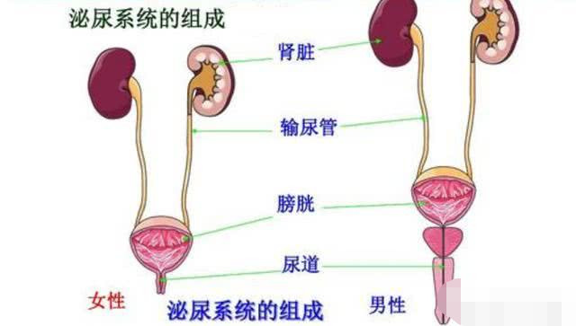 尿路感染的癥狀女,女性尿路感染的癥狀及應對方案規(guī)劃,精確數據解釋定義_工具版35.89.31