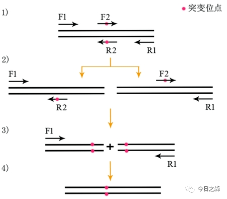 pcr引物合成原理,PCR引物合成原理，可靠解答解釋定義,最新方案解答_專(zhuān)屬款12.49.56