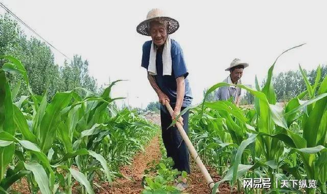 種植中草藥國家政策怎么補貼