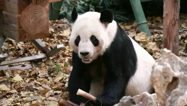 北京動物園在更新大熊貓古古的視頻方面可能會有一些臨時(shí)性的調(diào)整或暫停。這可能是由于多種原因造成的，比如拍攝計(jì)劃的調(diào)整、視頻制作進(jìn)度的延遲等。如果您對古古的最新動態(tài)感興趣，建議您關(guān)注北京動物園的官方網(wǎng)站或社交媒體賬號，以獲取最新的信息和更新。同時(shí)，也要理解并尊重動物園的決定和安排，以確保古古和其他動物的安全和健康。