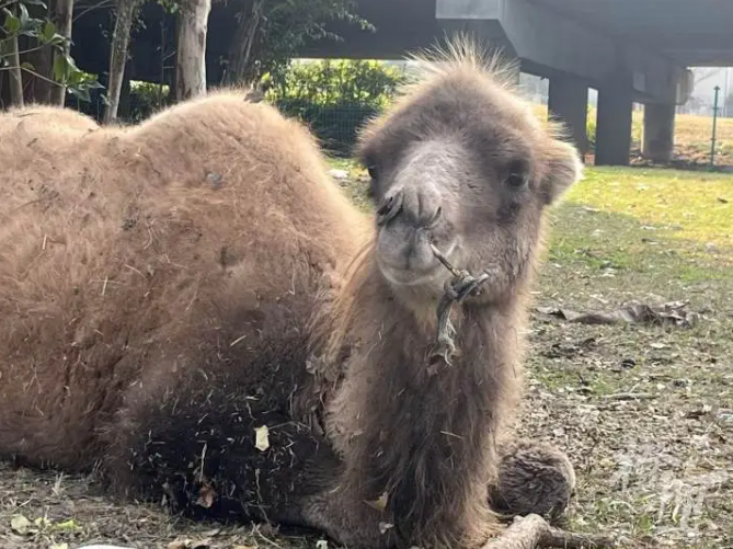 杭州一高架橋下拴了只駱駝