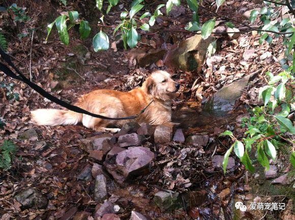 搜救犬眼神里滿滿的不舍