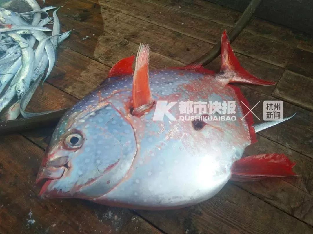 漁民捕獲大青魚王笑開花