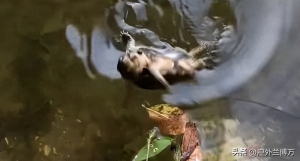 男子釣上保護(hù)動物打卡拍照后放生