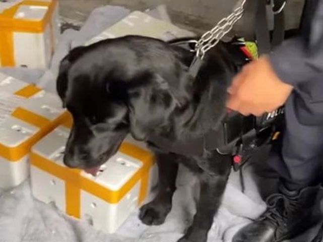 4只警犬上班沒精神被通報(bào)