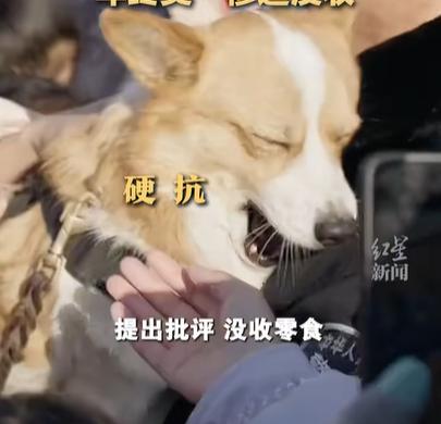 警犬因“班味過重”慘遭沒收年終獎(jiǎng)