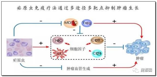 美國研究發(fā)現(xiàn)針對惡性瘧原蟲的新抗體