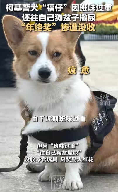 一馬一肖開獎結(jié)果,警犬因“班味過重”慘遭沒收年終獎