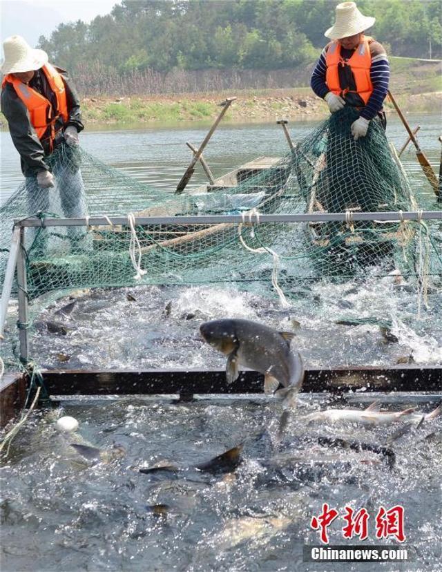 正版小魚兒免費資料大全,漁民捕獲大青魚王笑開花